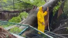 Inmenso árbol cae sobre fenilario en zoológico de Mérida