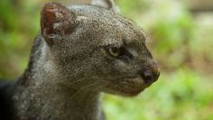 ¿Qué es un yaguarundí, cría de esta especie fue rescatada en Puebla?