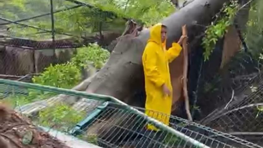 Inmenso árbol cae sobre fenilario en zoológico de Mérida