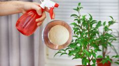 Cómo utilizar la gelatina para hacer crecer las plantas de tu hogar