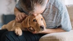 Perritos de la tercera edad: ¿cuáles son los síntomas de demencia canina a los que debes estar atento?