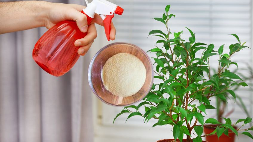 Cómo utilizar la gelatina para hacer crecer las plantas de tu hogar