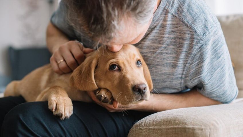 Perritos de la tercera edad: ¿cuáles son los síntomas de demencia canina a los que debes estar atento?