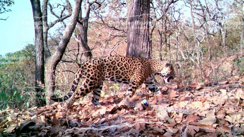 Captan a jaguar en peligro de extinción paseando en el corredor Biológico Canoas - Manantlán