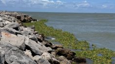 Lirio acuático invade playas de Tamaulipas