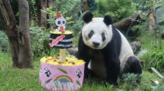 Xin Xin celebra su cumpleaños 34, así fue el festejo de la panda mexicana