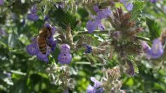 Un hombre sufrió una picadura de abeja en el ojo y los doctores no podían quitar el aguijón: así lograron retirarlo