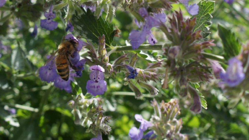 Un hombre sufrió una picadura de abeja en el ojo y los doctores no podían quitar el aguijón: así lograron retirarlo