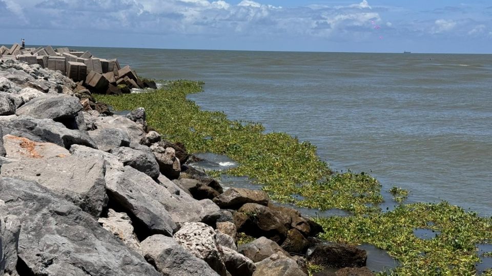 Se observa en grandes cantidades sobre las aguas.