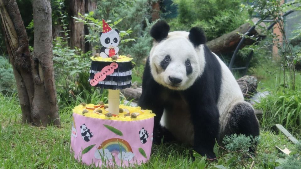 Xin XIn es una de las pandas más longevas del mundo