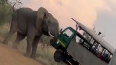 Graban el aterrador momento en el que un elefante atacó un camión lleno de turistas: VIDEO