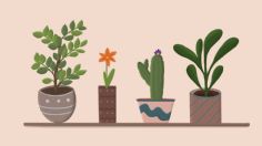 3 trucos sencillos y naturales para cuidar tus plantas