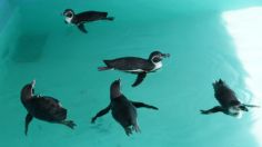 México recibe 5 pingüinos Humboldt desde Japón, vivirán en Chapultepec