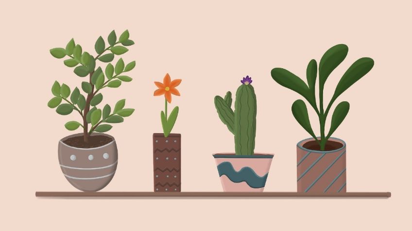 3 trucos sencillos y naturales para cuidar tus plantas