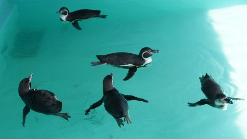 México recibe 5 pingüinos Humboldt desde Japón, vivirán en Chapultepec