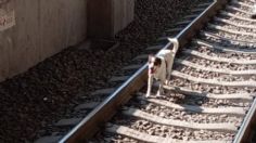 Cortan energía de la Línea 12 para rescatar a un perrito de las vías del Metro