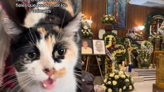 Gatito llora desconsolado por la muerte de su dueño y busca consuelo, mientras su "hermano" lomito se ve destrozado | VIDEO