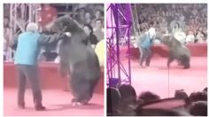 Las últimas imágenes de un entrenador antes de ser atacado por su oso en plena función de circo