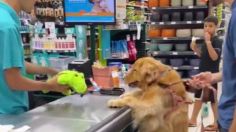 VIDEO: perrito demuestra su emoción cuando le compran un peluche nuevo y se hace viral