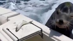 León Marino se hace viral por rechazar un pescado pequeño y pedir uno más grande: VIDEO