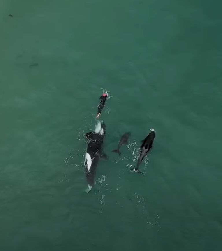 orcas