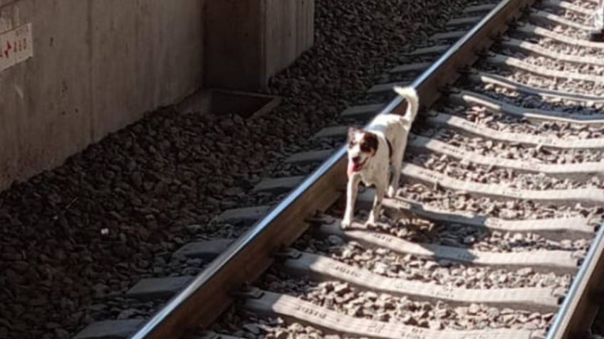 Cortan energía de la Línea 12 para rescatar a un perrito de las vías del Metro