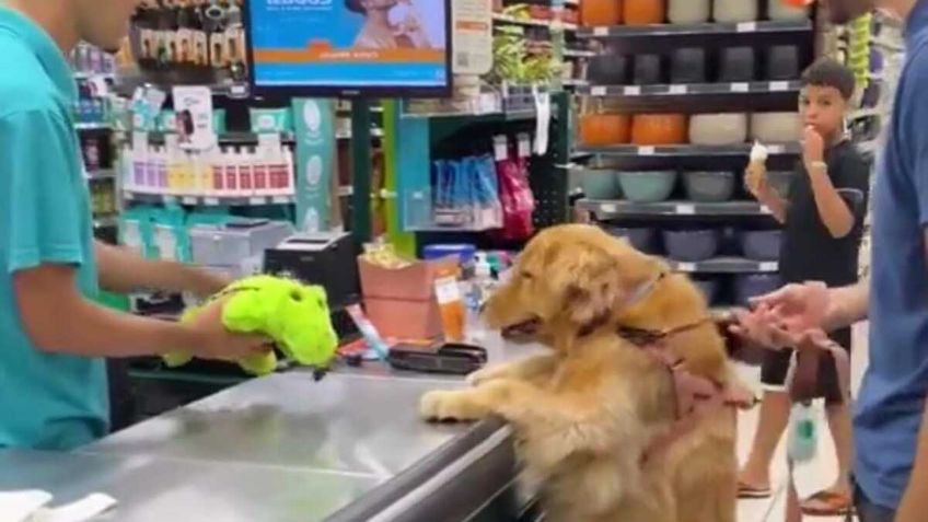 VIDEO: perrito demuestra su emoción cuando le compran un peluche nuevo y se hace viral