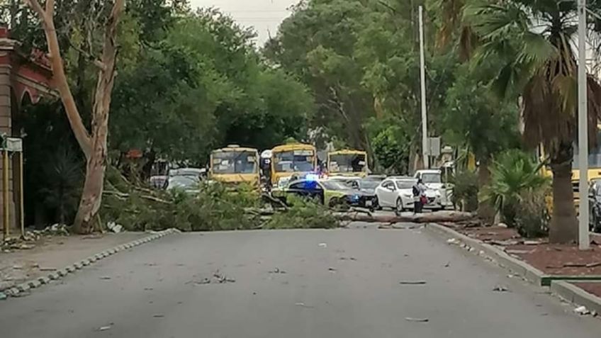 Por fuertes vientos registran árboles caídos, anuncios colapsados y apagones en San Luis Potosí