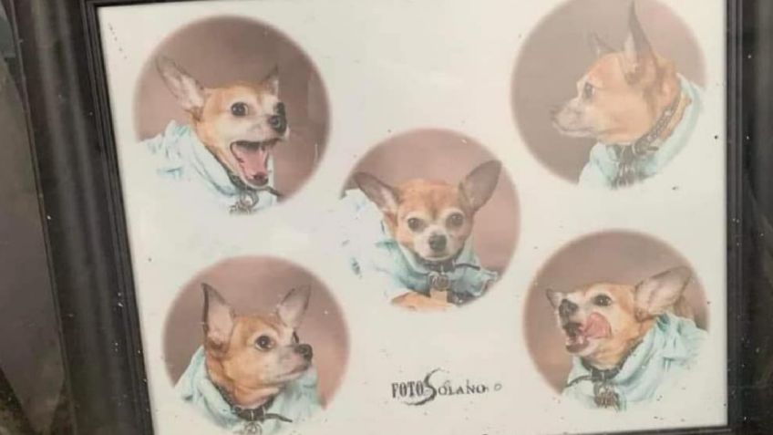 “Padres” de “perrhijos” presumen nueva tendencia: cuadros caritas de sus perritos