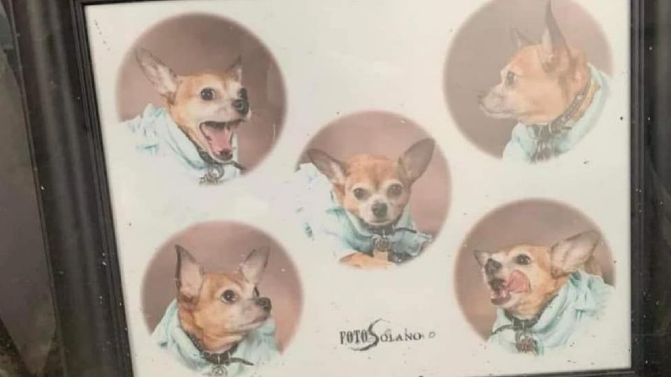 ¿Cuadros caritas de perritos? Sí, todo surgió de un meme que reveló que la gente honra a sus mascotas con estos.