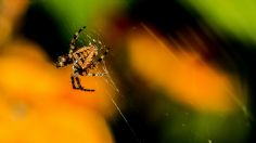 Araña voladora Joro, ¿llegará a México?