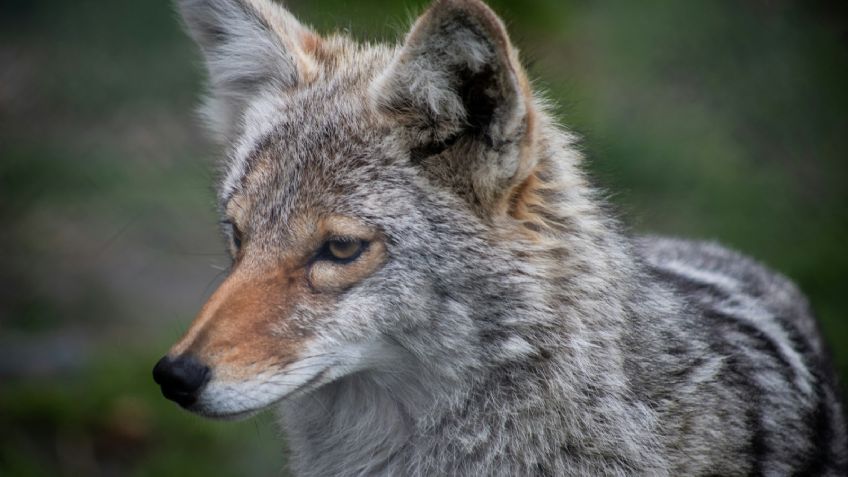 VIDEO: alertan por coyote que caza perros y gatos en NL