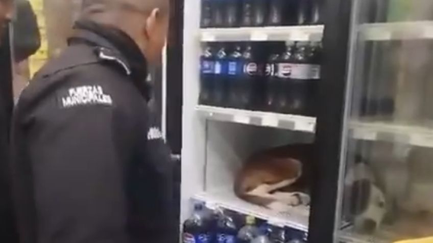 VIDEO: perrito es captado escondido en un refrigerador por el extremo calor en Yucatán