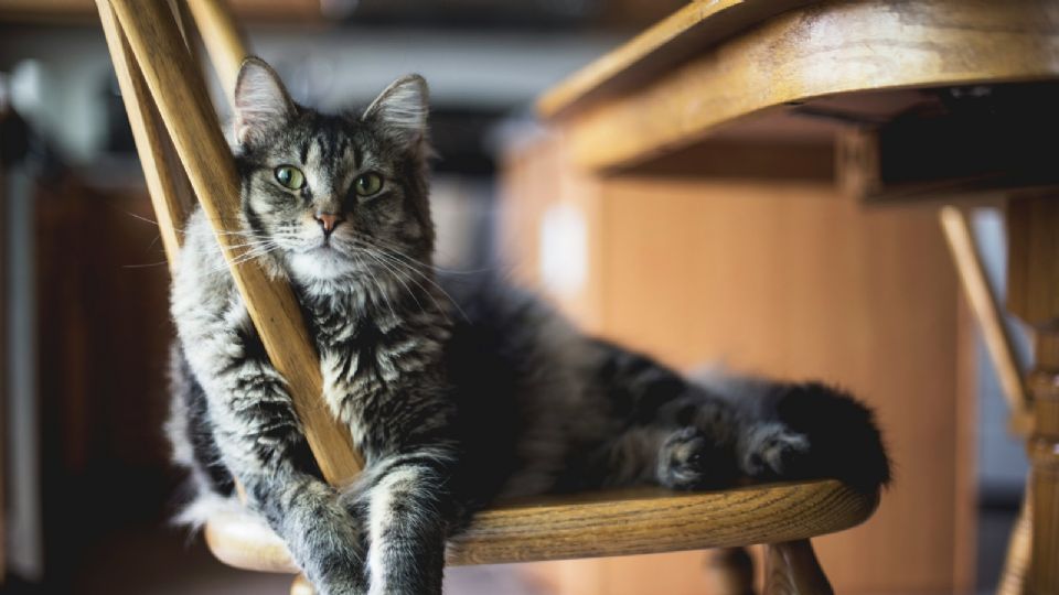 La elasticidad y la habilidad para salir adelante de situaciones peligrosas apuntaló la idea de las muchas vidas del gato.