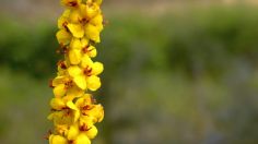 Sencilla forma de plantar semillas de gordolobo en casa y disfrutar de sus beneficios 