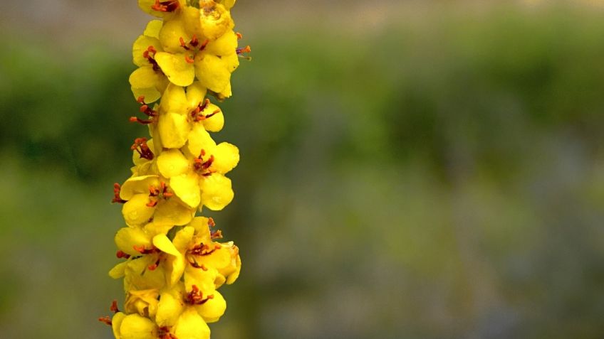 Sencilla forma de plantar semillas de gordolobo en casa y disfrutar de sus beneficios 