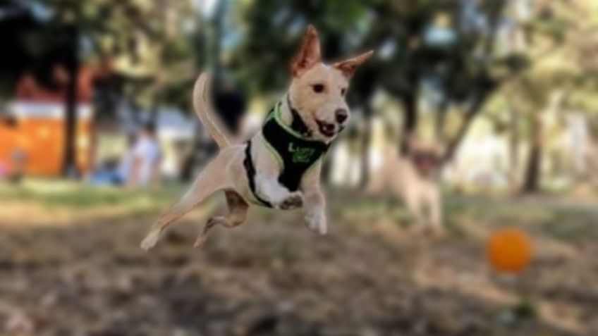 Crea un juguete para tu perro con una botella de plástico, le ayudará quitar la ansiedad