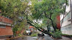 Cae árbol de 20 metros en la Nápoles por las intensas lluvias