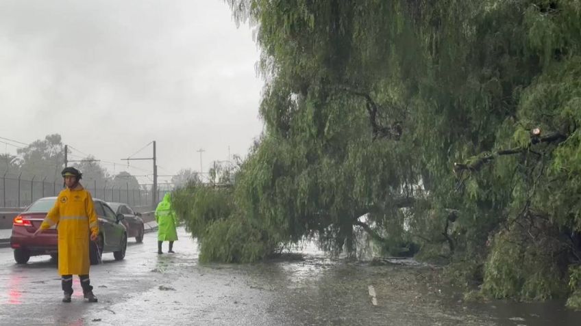 VIDEO: lluvias torrenciales tumban 3 árboles en calzada Ignacio Zaragoza