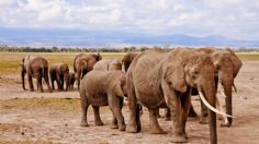 Elefante aplasta a joven que le arrojó piedras a su manada: VIDEO