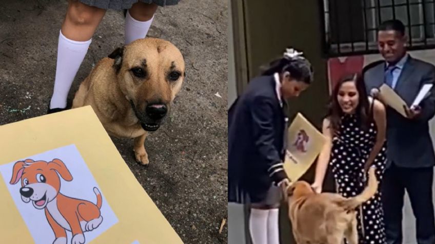 Flavio, el perrito que se hizo viral en TikTok por "graduarse" de la primaria", así le dieron su reconocimiento | VIDEO