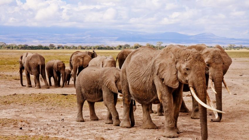 Elefante aplasta a joven que le arrojó piedras a su manada: VIDEO