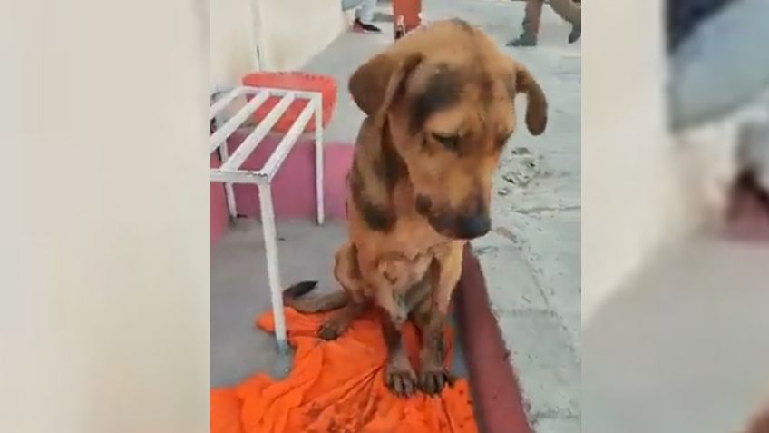 Justicia para Stich: dan 4 meses de prisión a asesino de perrito en Guerrero