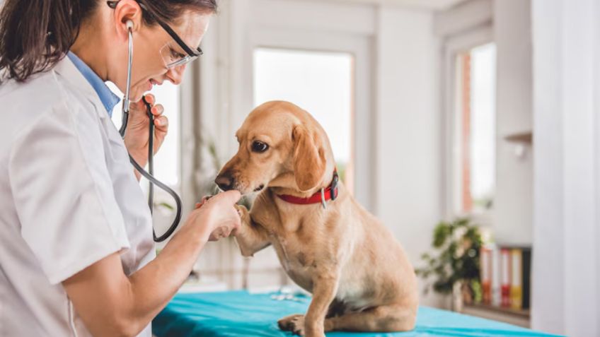 Este es el curso virtual y GRATIS que ofrece la Universidad de Edimburgo para aprender todo sobre veterinaria