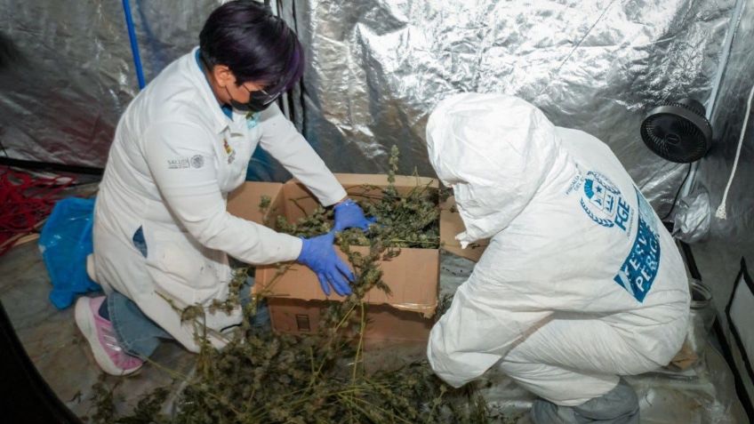 FGE, Guardia Nacional y Sedena desmantelan invernadero donde cultivaban y procesaban marihuana en Benito Juárez