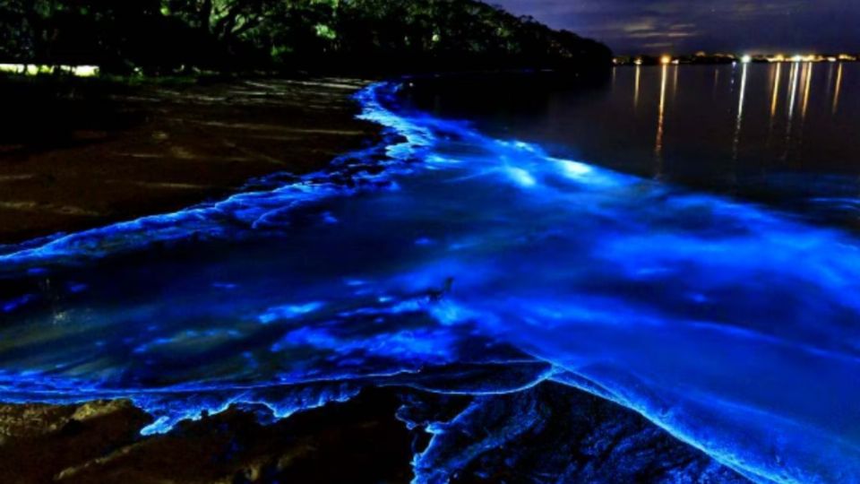 La bioluminiscencia dejará con la boca abierta a todos los que decidan vivir ese momento