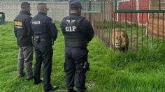 Rescatan a león, mapaches y perros de domicilio