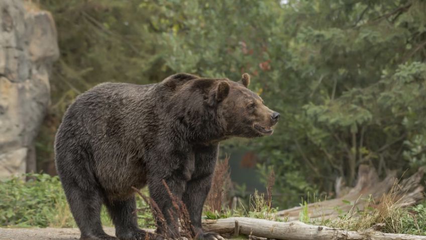 Oso mata a una joven senderista de 19 años, la arrastró hasta su cueva