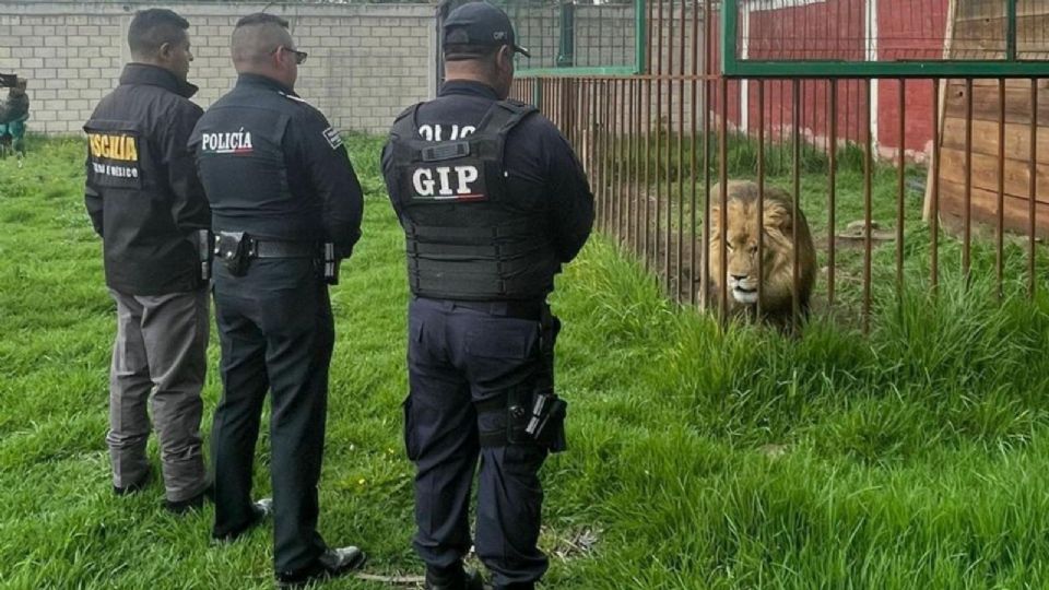 Un león adulto fue encontrado durante el cateo.