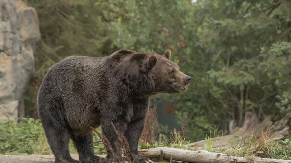 Han incrementado los ataques de oso.